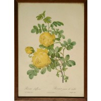 P.J. Redoute. Rosa sulfurea / Rosier jaune de soufre (Opera)