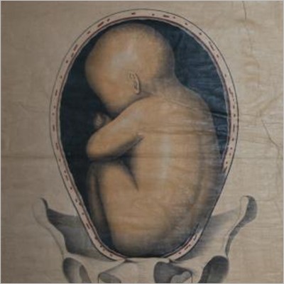 Venire alla luce - Dal concepimento al parto