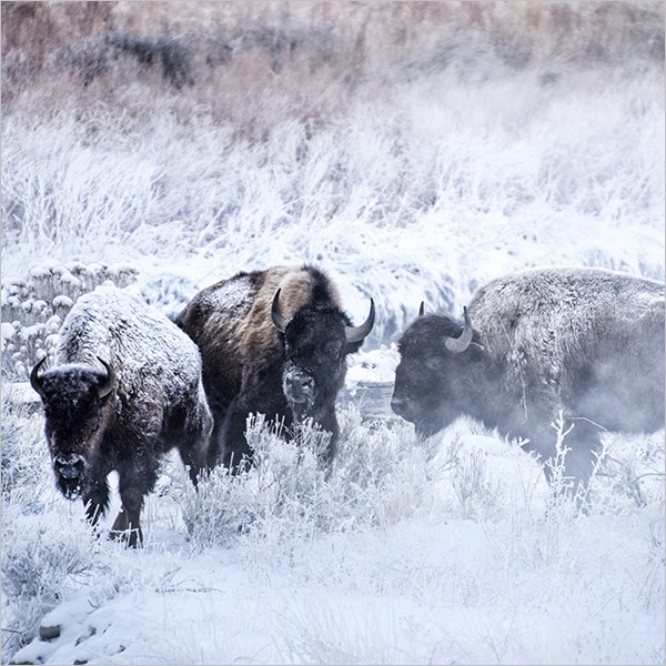 Incontro con Elisabetta Rosso: la natura selvaggia del Parco di Yellowstone