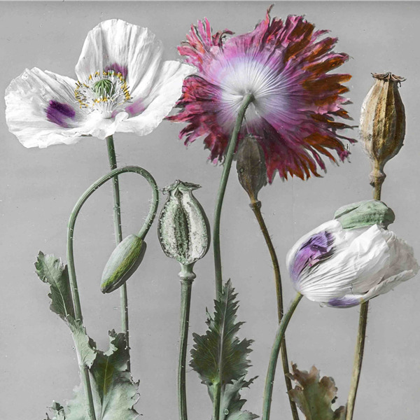 In-flore-scientia. Arte e botanica - Opere di Josef Hanel e Gabriela Maria Müller