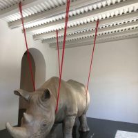 Istantanee dell'assurdo: Ionesco, il Rinoceronte e Roma