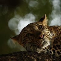 54. Wildlife Photographer of The Year