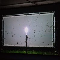Henrik Håkansson. Blinded by the light - Video intallazione