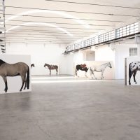Lara Nickel. 12 horses - Homage to Jannis Kounellis