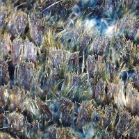 Deep velvet - Le creazioni di Mariano Fortuny viste al microscopio