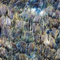 Deep velvet - Le creazioni di Mariano Fortuny viste al microscopio