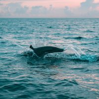 Concorso fotografico: Ocean Life