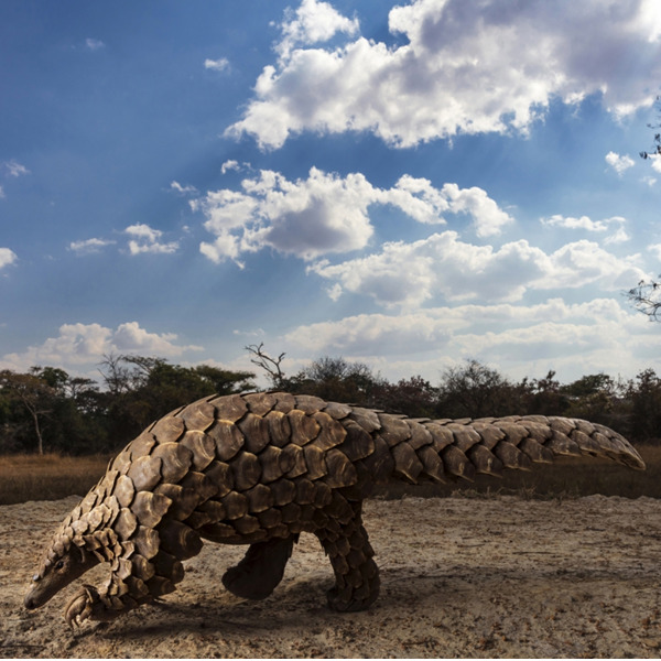 Brent Stirton. Pangolins in crisis - Siena Awards 2020