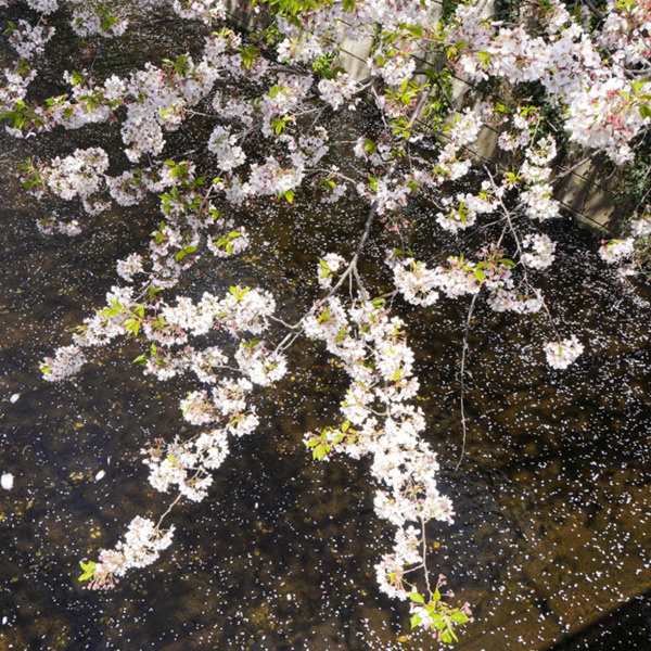 Reiko Hiramatsu. Paesaggi d’acqua - Castelnuovo Fotografia