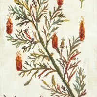 Herbarium vagans - I disegni tra botanica e arte arrivano in Svizzera