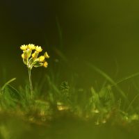 Maria Laura Verdoia. Natura in sogno - Un cammino di luce