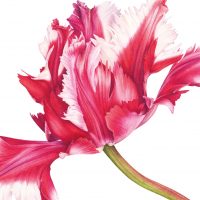 Di fiore in fiore - Mostra collettiva