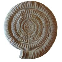 Fossili, il passato ritrovato - In mostra il tesoro di Serrapetrona
