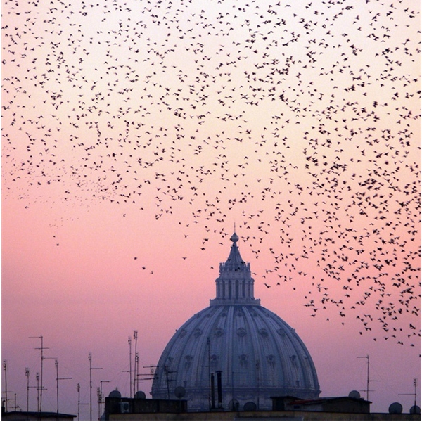 Biodiversità a Roma. Fotografie di Bruno Cignini e acquarelli di Eva Villa