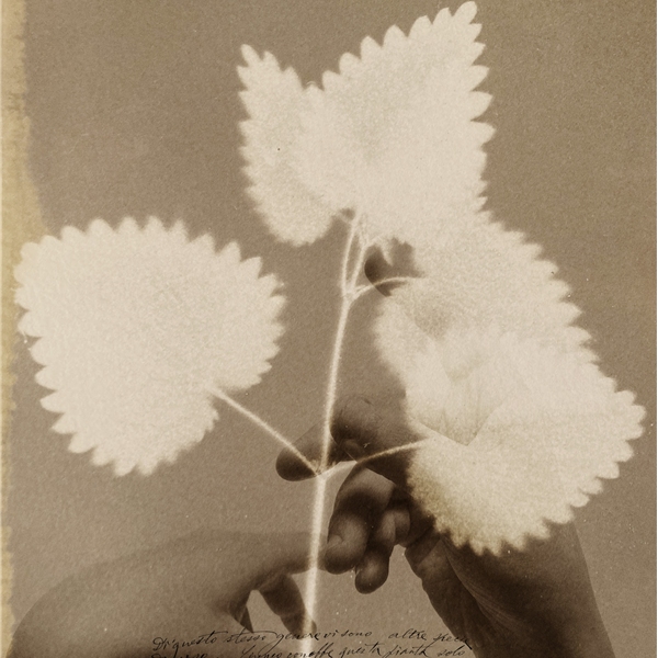Alessandra Calò. Herbarium. I fiori sono rimasti rosa