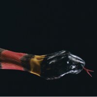 Damir OÄko - Driant Zeneli. Exploratives