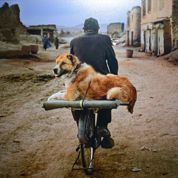 Steve McCurry. Animals