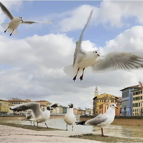Wild City. Storie di natura urbana