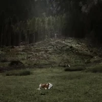 Forests seen from space - Echoes of the Vaia storm