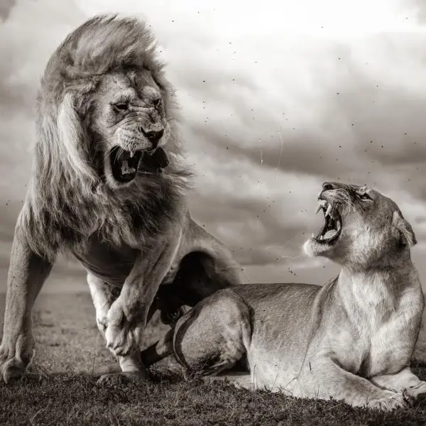 60° Wildlife Photographer of The Year