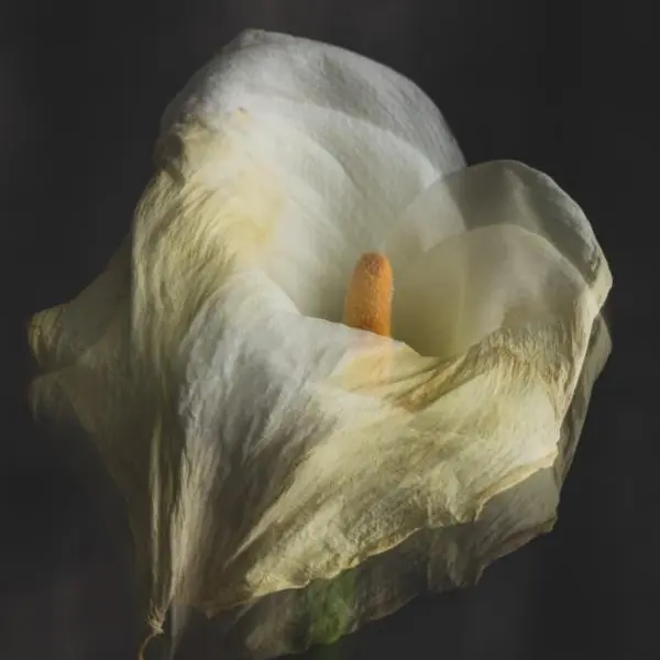 Matteo Carassale. Fiori rubati