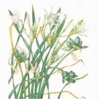 Marina Virdis - Mostra antologica